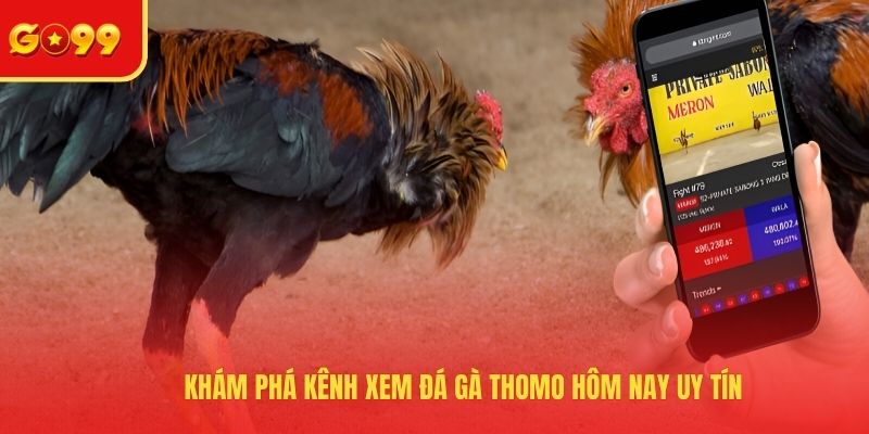 Khám phá kênh xem đá gà Thomo hôm nay uy tín